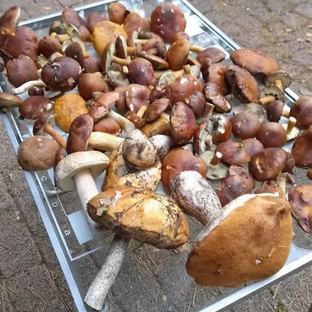 Lesna Ostoja Nad Pilica Вилла *