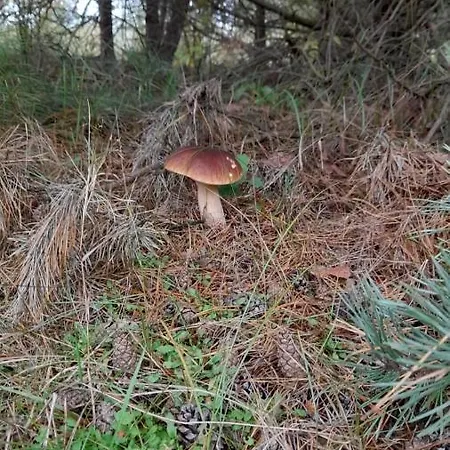 Lesna Ostoja Nad Pilica *